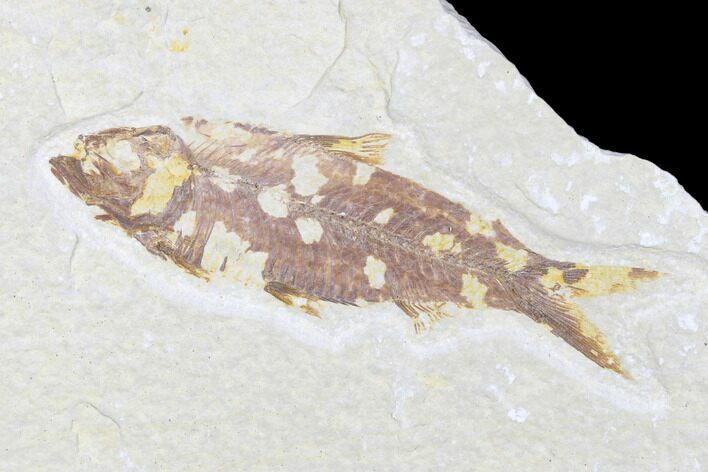Detailed Fossil Fish (Knightia) - Wyoming #176383